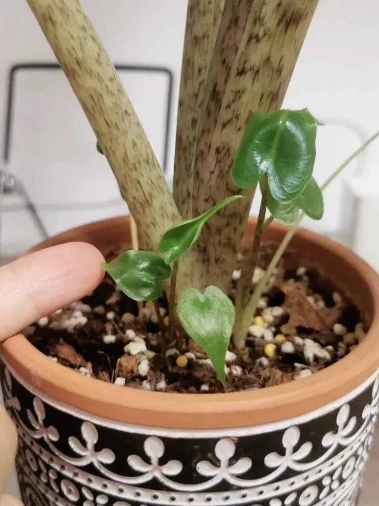 small Alocasia Stingray offsets growing around the base of the mother plant after recovery