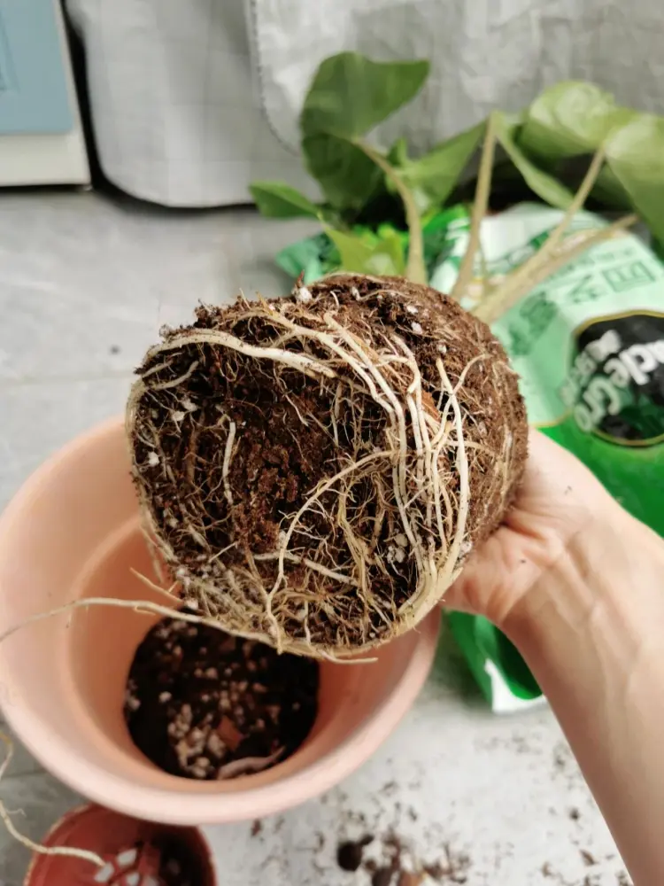 Alocasia Stingray root ball with healthy white roots during repotting after spider mite recovery