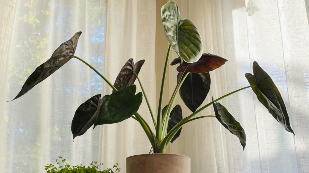 Alocasia Wentii Care: The Easy Alocasia That Still Got Root Rot