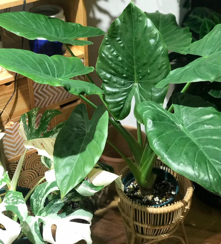 Alocasia Wentii Care: The Easy Alocasia That Still Got Root Rot 2 Alocasia Wentii growing indoors with large glossy green leaves before root stress became severe