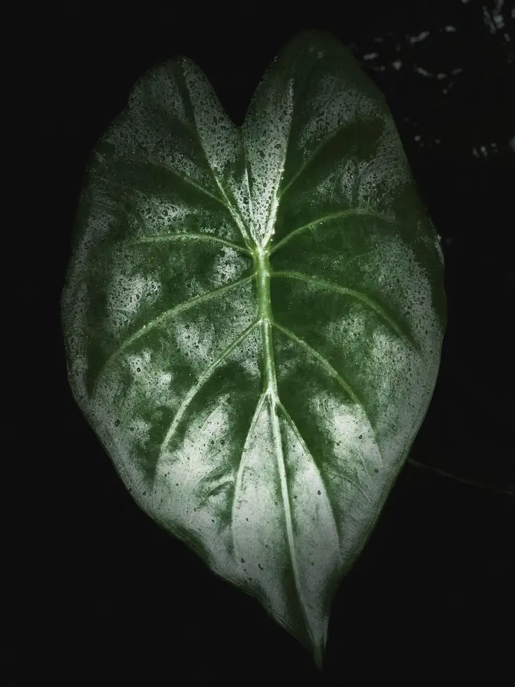 Alocasia Wentii Care: The Easy Alocasia That Still Got Root Rot 1 close up of a dark glossy Alocasia Wentii leaf with visible veins