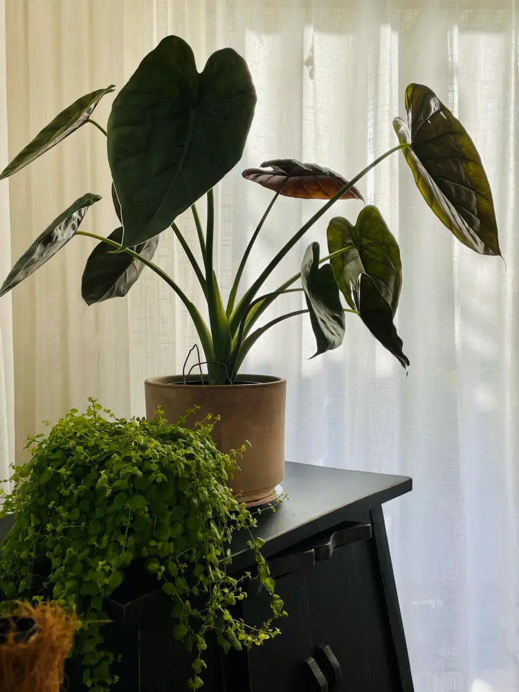 Alocasia Wentii Care: The Easy Alocasia That Still Got Root Rot 4 Alocasia Wentii growing indoors beside sheer curtains in bright filtered light