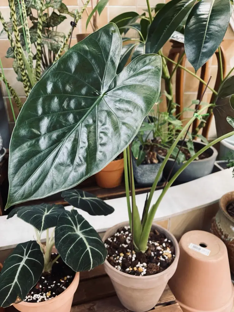 Alocasia Wentii Care: The Easy Alocasia That Still Got Root Rot 5 large glossy dark green Alocasia Wentii leaf growing indoors with other aroids