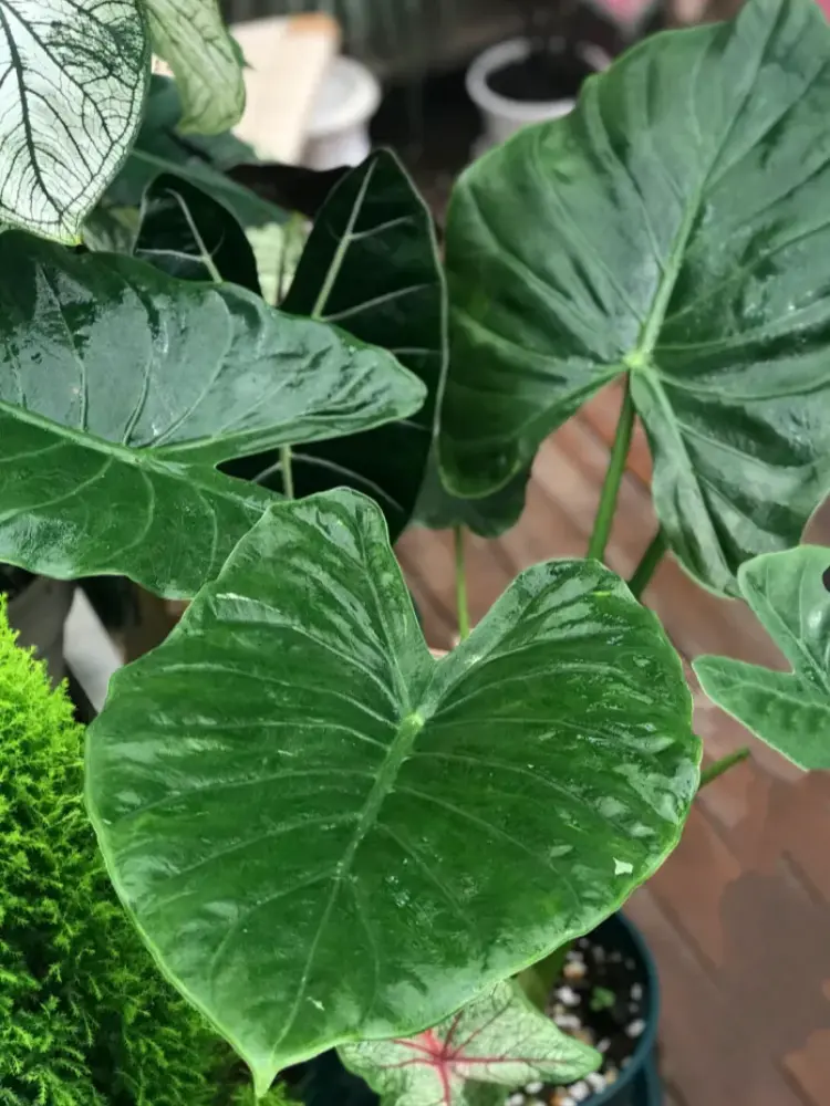 Alocasia Wentii Care: The Easy Alocasia That Still Got Root Rot 3 close up of Alocasia Wentii leaves showing uneven new growth before root rot was confirmed