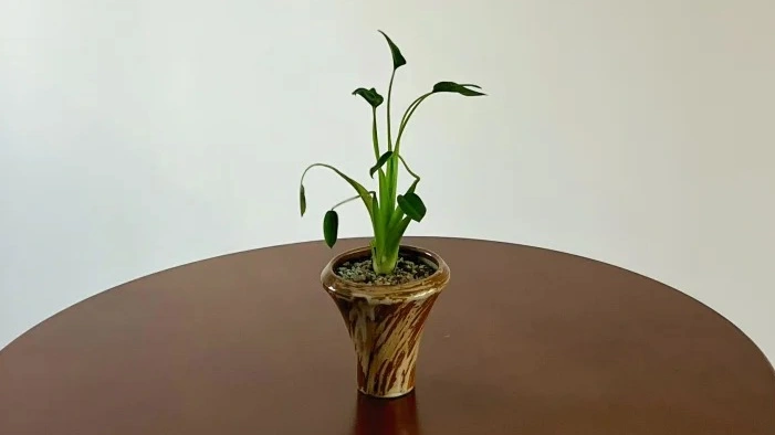 Alocasia Tiny Dancers Care: A Graceful Alocasia That Fits Indoor Life Surprisingly Well