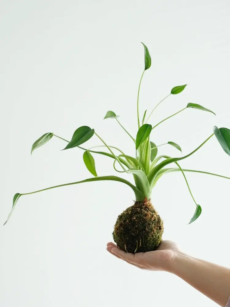 Tiny Dancers can adapt well to a moss ball setup as long as it gets bright indirect light, good airflow, and a proper soak-and-drain watering routine.