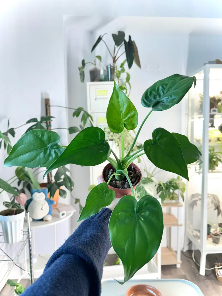 Alocasia Cucullata Care: Why This Beginner Alocasia Surprised Me
