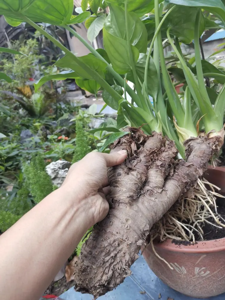 Alocasia cucullata thick corm base with roots exposed during repotting