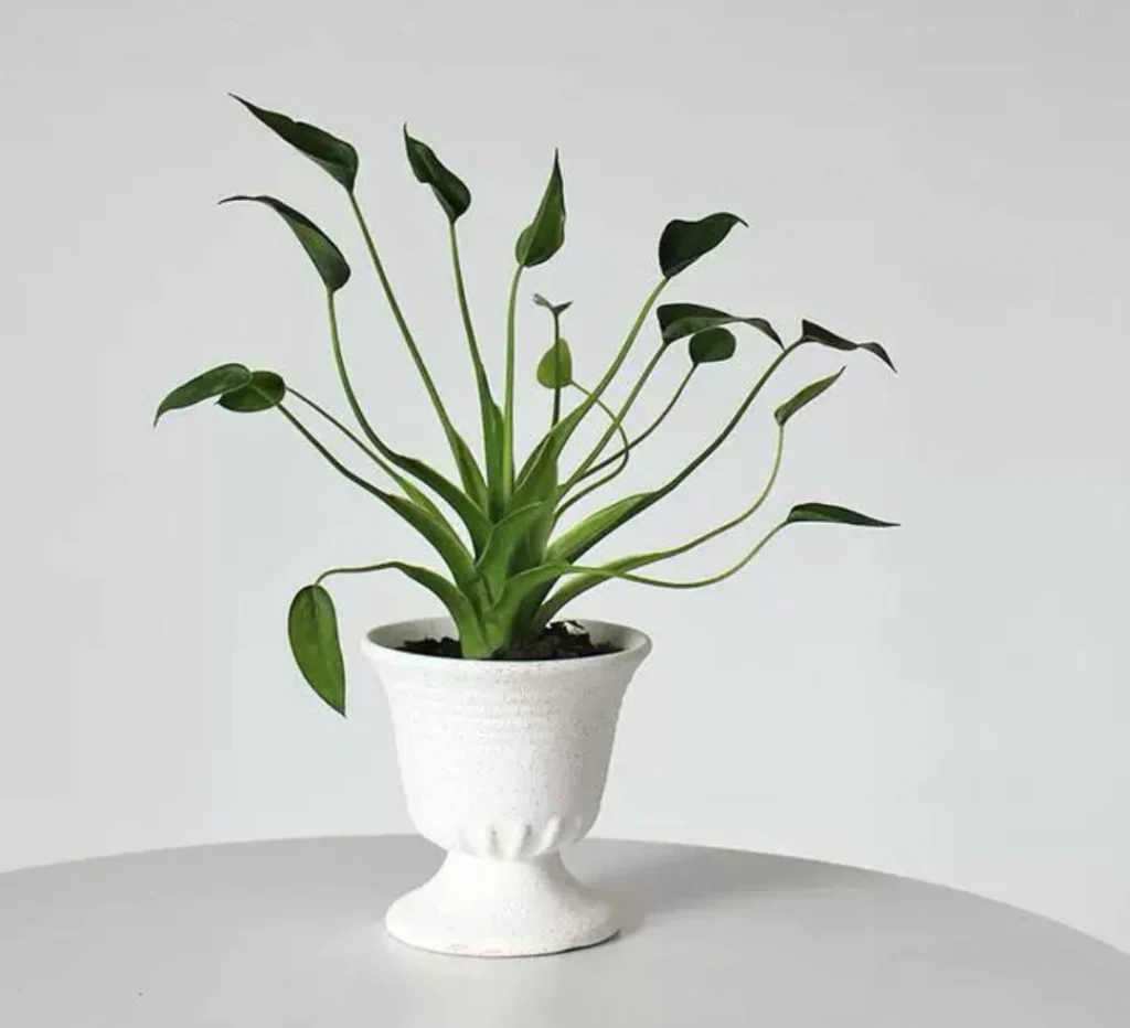 This is the kind of shape that makes Tiny Dancers so appealing indoors — airy, graceful, and easy to place without making the space feel crowded.