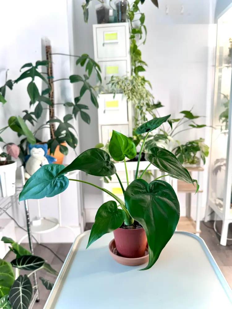 Alocasia cucullata growing on a table in bright indirect indoor light