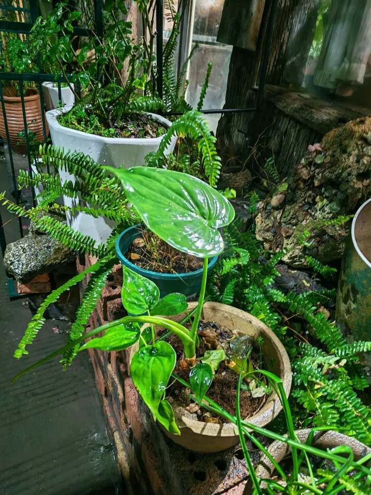 Alocasia cucullata plant in damp outdoor setting with drooping leaves
