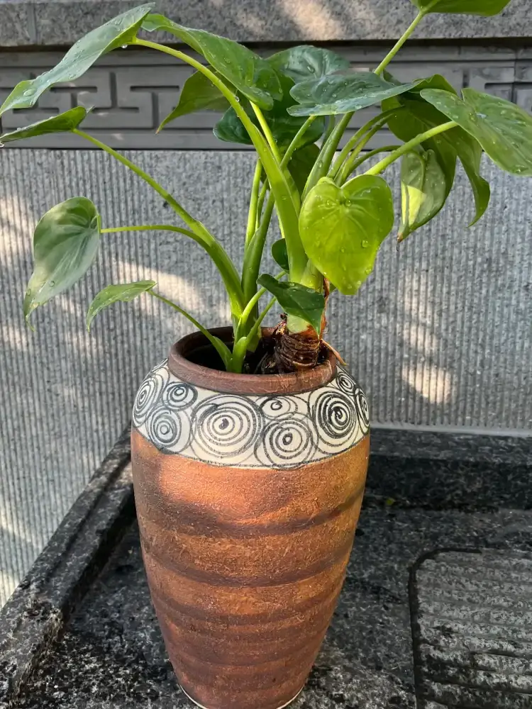Alocasia cucullata recovering with fresh green leaves and visible older base after stress