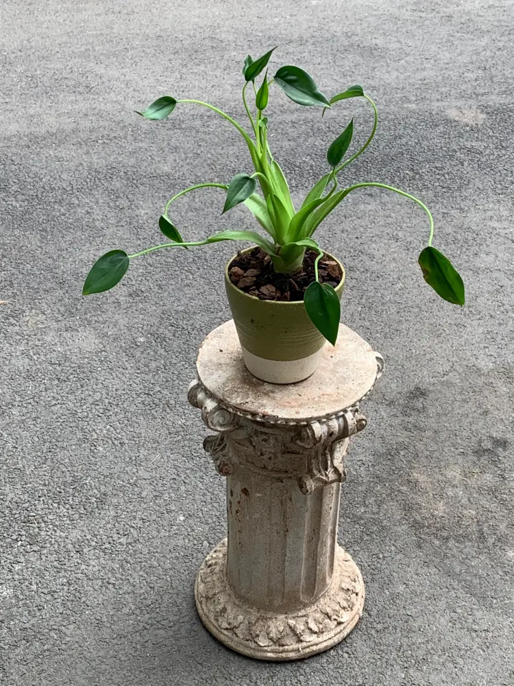 This is the kind of shape that makes Tiny Dancers so easy to enjoy indoors — light, open, and graceful rather than heavy.