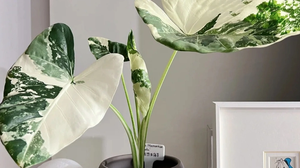 Alocasia macrorrhizos: How I Saved It After Repotting Shock and Leaf Loss
