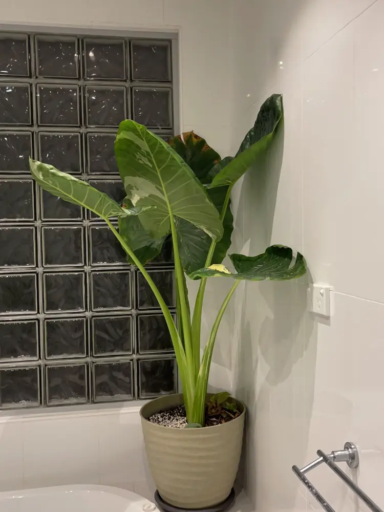 large Alocasia macrorrhizos growing in a bathroom corner after recovering from repot stress