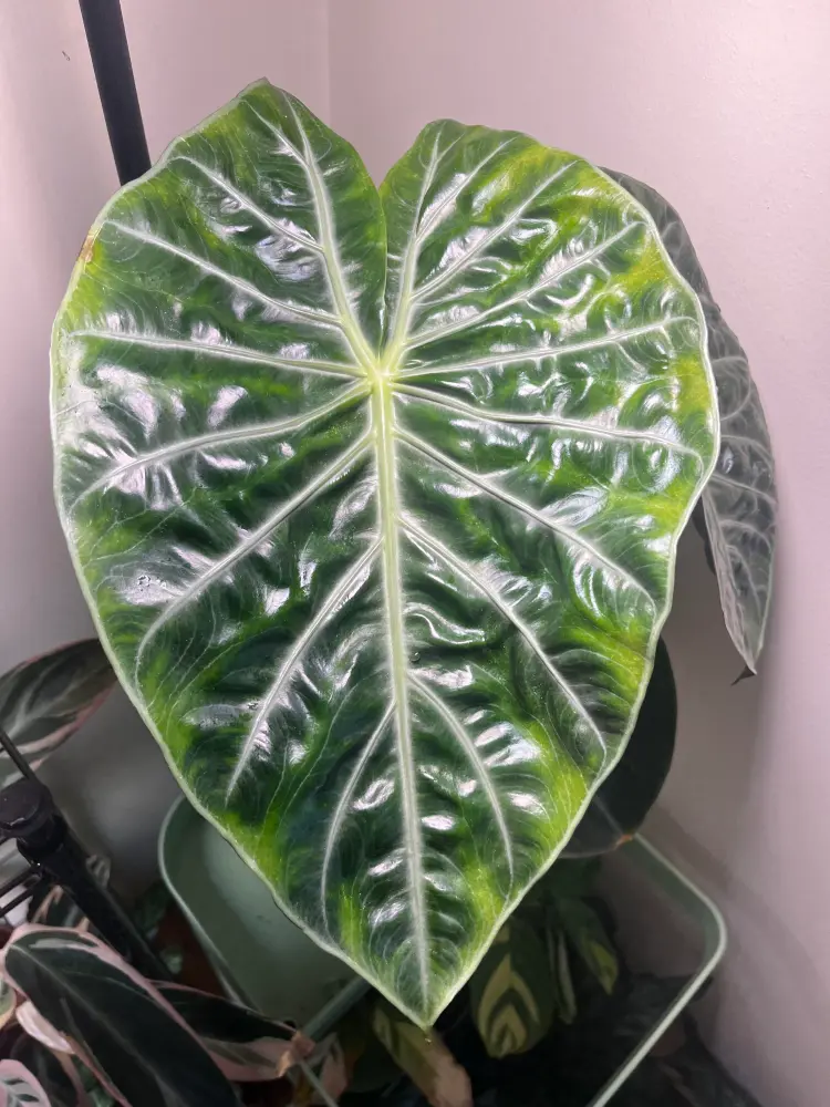 close-up of a mature Alocasia Pink Dragon leaf showing glossy texture, pale veins, and slight crinkling