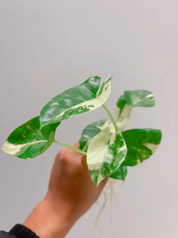 small variegated Alocasia macrorrhizos offsets held in hand after being separated from the mother plant
