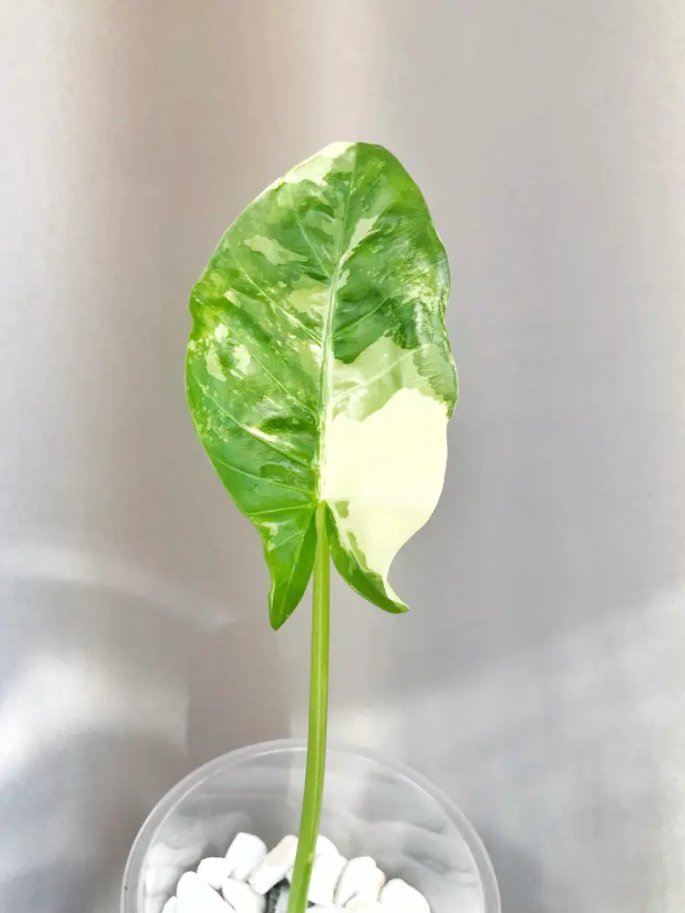 first new leaf on Alocasia macrorrhizos growing in water after severe leaf loss