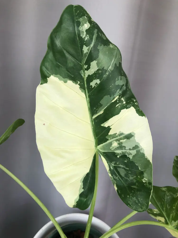 healthy variegated Alocasia macrorrhizos with a large white and green leaf before repotting decline