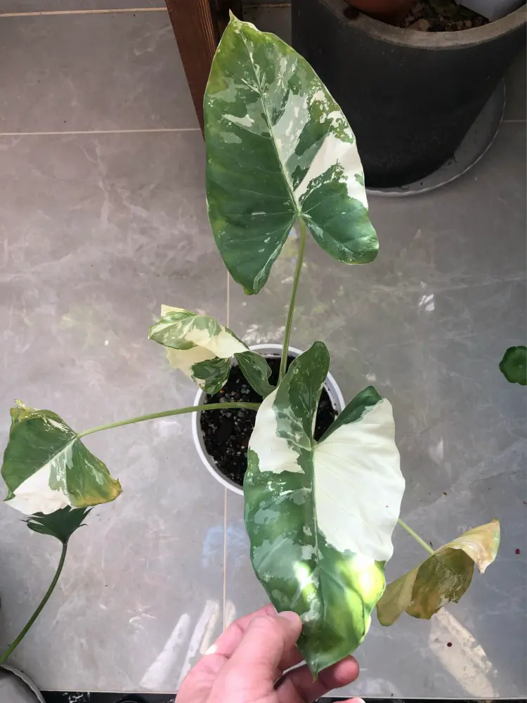 Alocasia macrorrhizos with multiple yellowing and damaged leaves after repotting stress