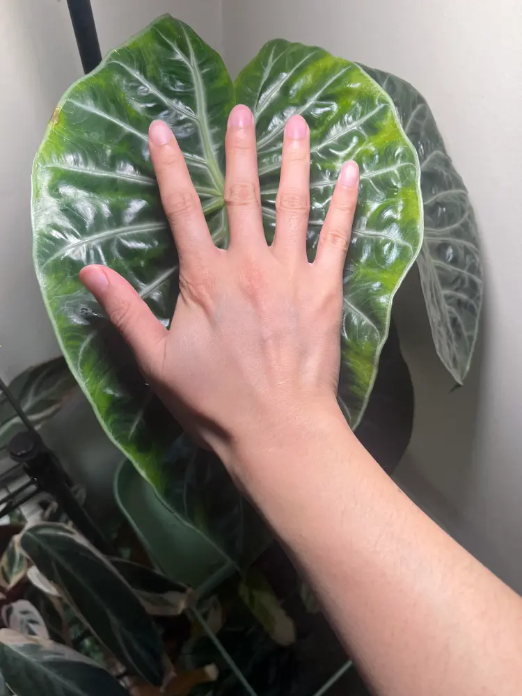 hand placed on a large Alocasia Pink Dragon leaf to show leaf size and textured surface