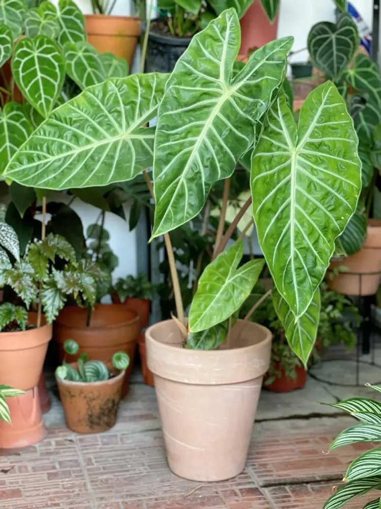 mature Alocasia Pink Dragon in a pot with large glossy green leaves and pale veins