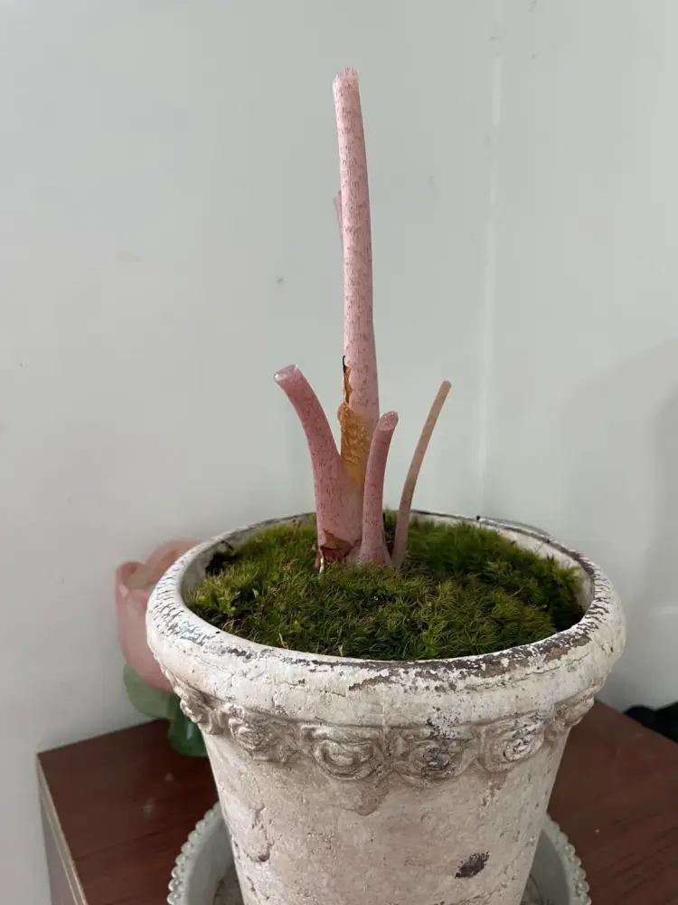 Alocasia Pink Dragon cut back to bare pink stems in a pot, before visible new leaf growth returned
