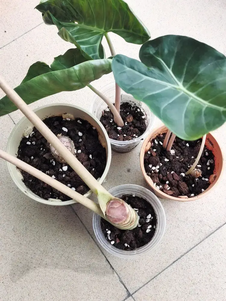 Alocasia Pink Dragon pieces repotted into small containers with chunky well-draining soil mix
