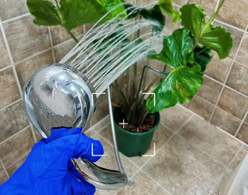 rinsing Alocasia Stingray leaves with cool water to remove spider mites and webbing