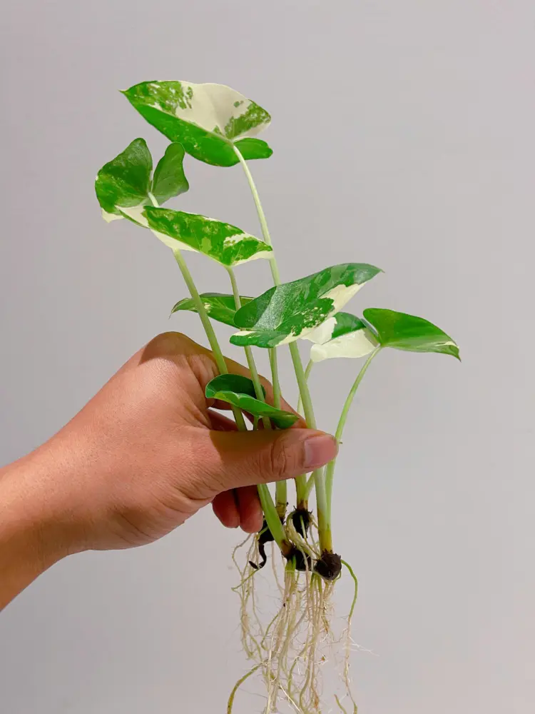 multiple rooted Alocasia macrorrhizos corm offsets held in hand after strong regrowth