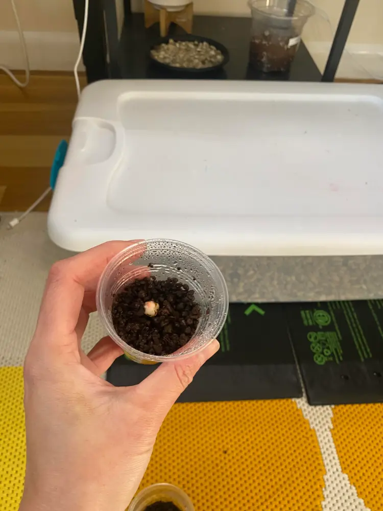 Small Alocasia Cuprea offset placed in a small cup after being separated from the mother plant