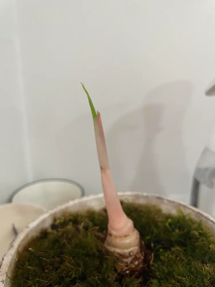 close-up of Alocasia Pink Dragon base with a fresh green bud emerging from a pink stem after severe spider mite cutback