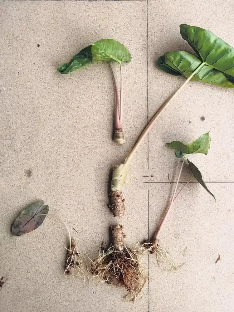 Alocasia Pink Dragon separated into several pieces with exposed roots and base sections after a hard cutback