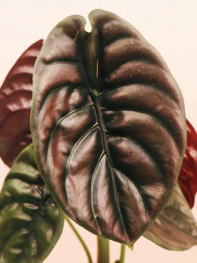 Healthy Alocasia Cuprea leaves with metallic sheen and strong structure