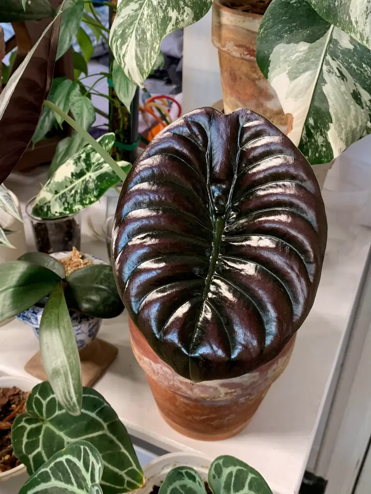 Healthy Alocasia Cuprea leaves with metallic sheen and strong structure
