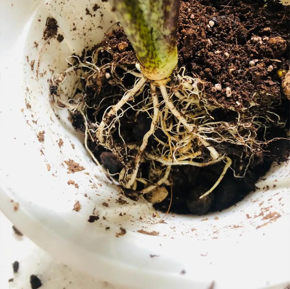 Alocasia lauterbachiana roots folding inward during repotting, leaving air pockets inside the root ball where fresh mix needs to be worked in