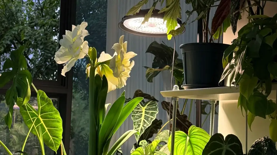 Alocasia Grow Light Setup: What I’d Buy for a Dark Indoor Room