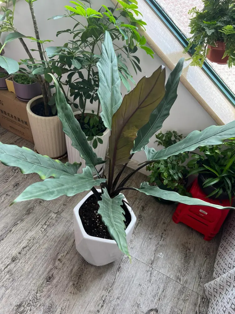 Alocasia lauterbachiana growing in a larger pot after repotting, with narrow green leaves and purple undersides