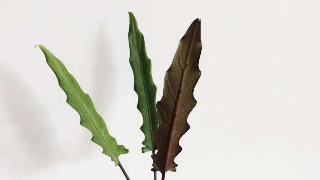 Alocasia Lauterbachiana Care: Don’t Rush the Roots