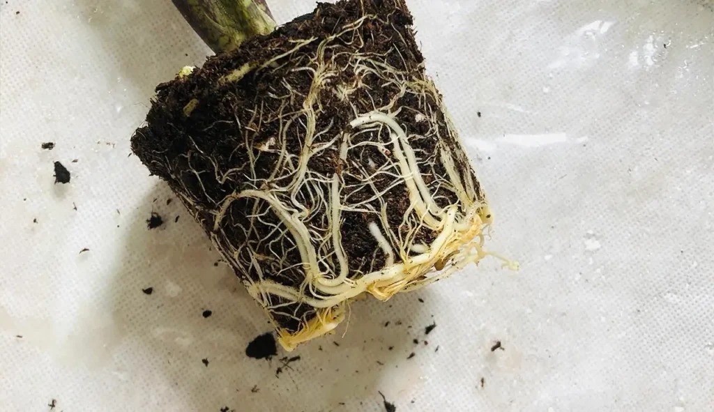 Alocasia lauterbachiana root ball removed from a nursery pot, showing white circling roots around the soil