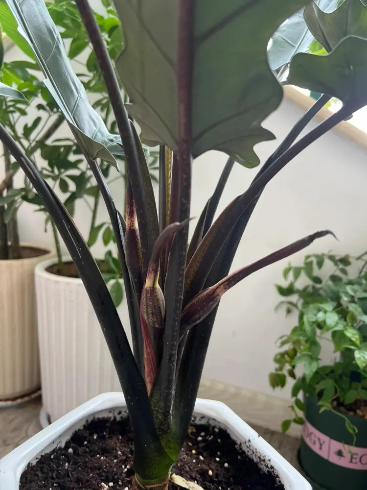 Close-up of Alocasia lauterbachiana flower buds developing near the base of the plant