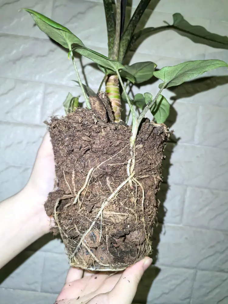 Alocasia lauterbachiana pups growing from the mother plant’s root ball before division