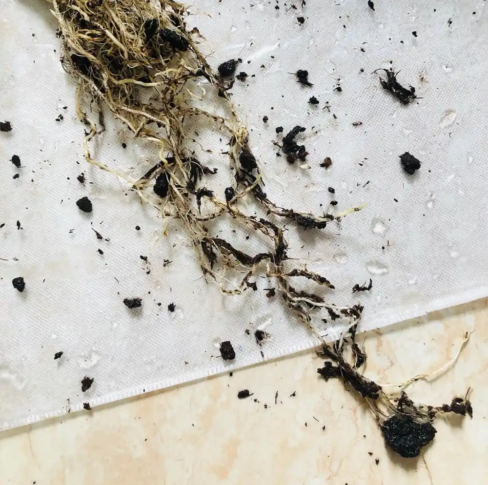 Alocasia lauterbachiana roots after the old soil was fully removed, showing why bare-rooting can disturb the root ball and create gaps during repotting