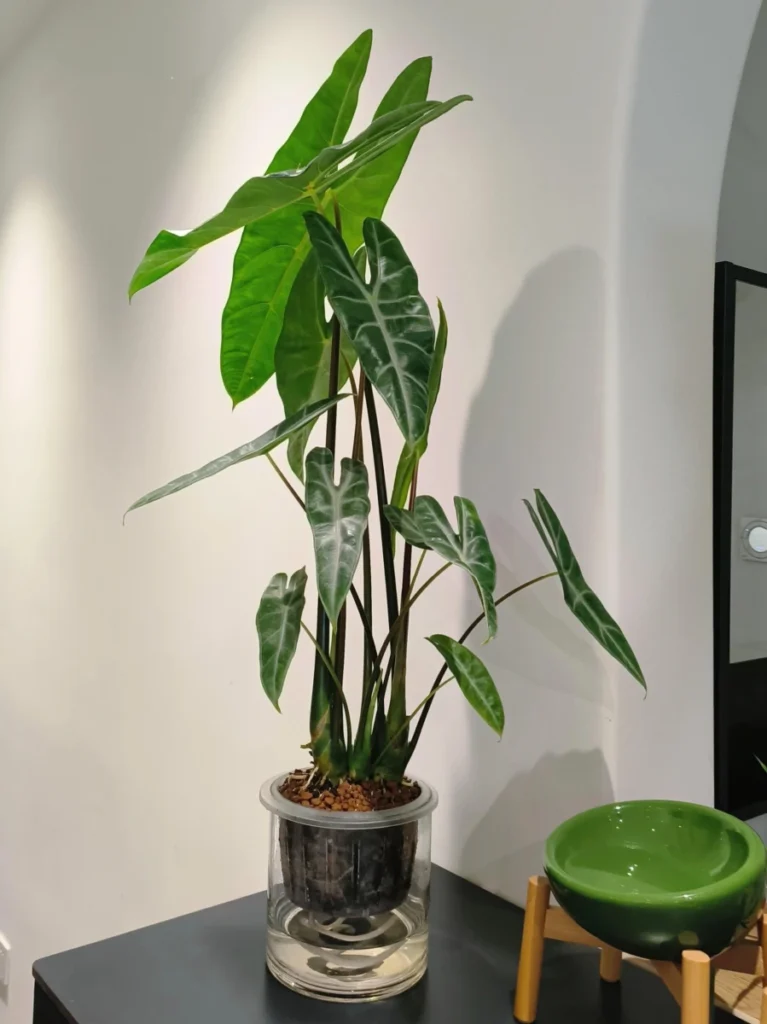 Alocasia Longiloba after repotting in a clear self-watering pot indoors