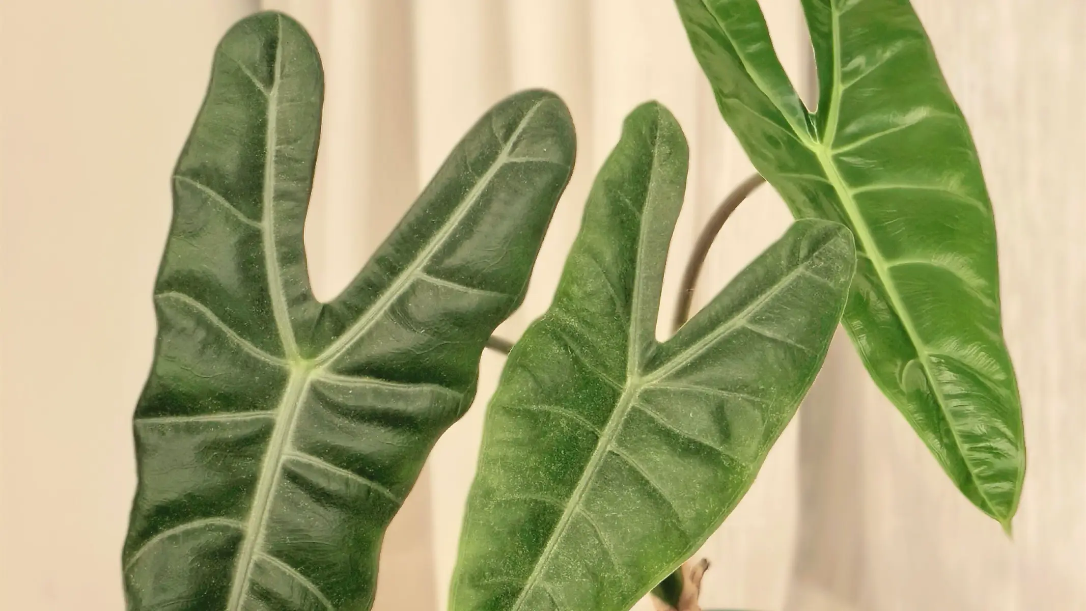 Alocasia Longiloba Care: Why Mine Stalled After Growing Huge Leaves
