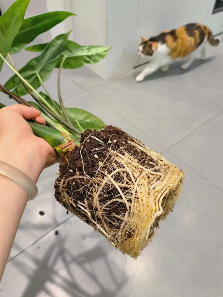 Alocasia Longiloba root ball with healthy white roots after being removed from the pot