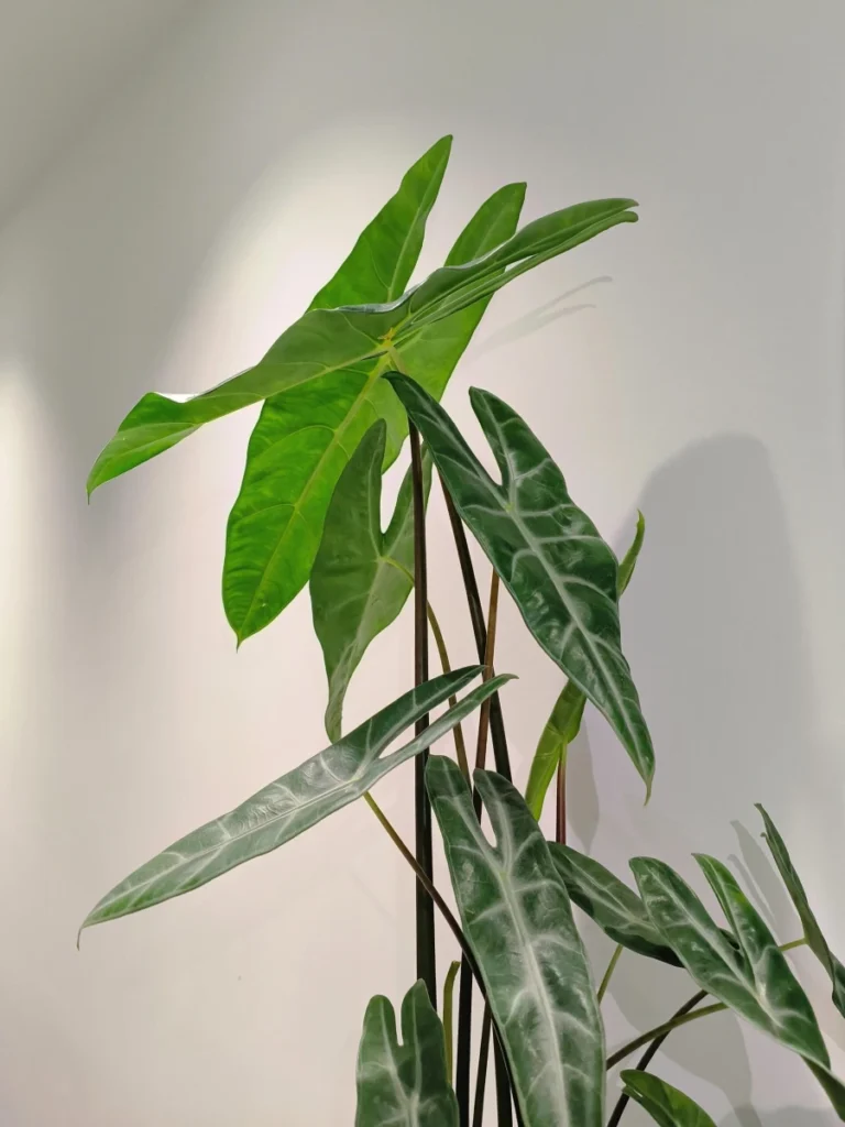 Alocasia Longiloba with narrow arrow-shaped leaves and silver veins growing indoors