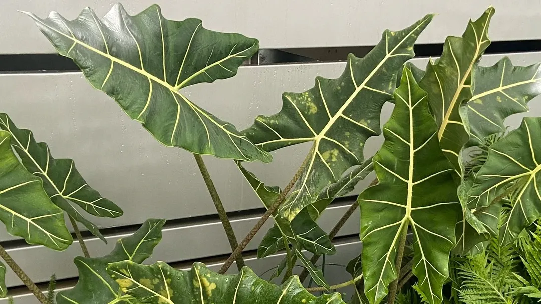 Alocasia Sarian Care: How I Stopped Mine From Drooping