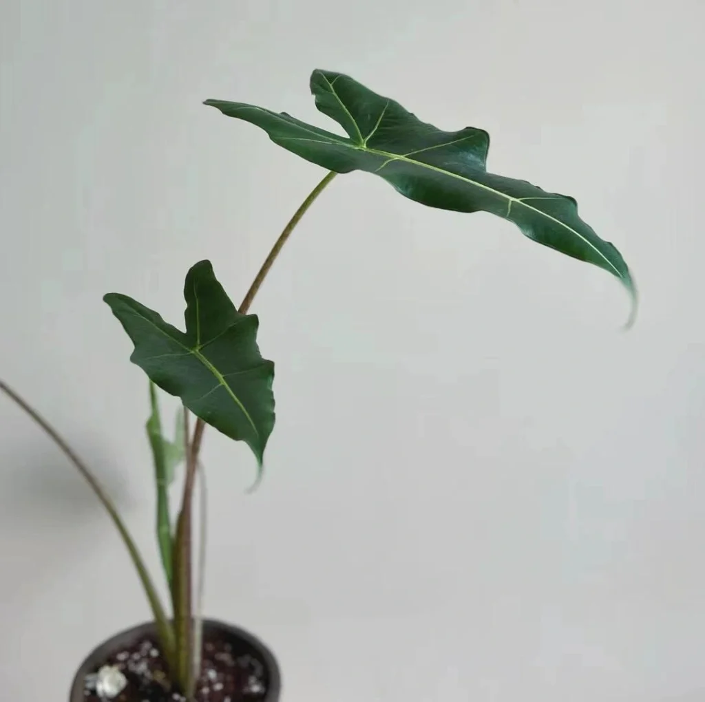 Young Alocasia Sarian growing indoors with long petioles and a small number of dark green leaves