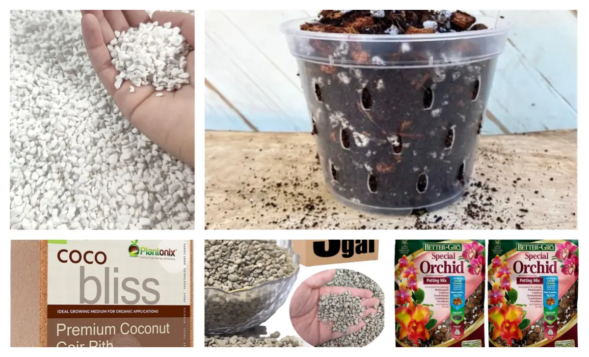 Alocasia Soil Mix Buying Guide: Ready-Made Mixes and Add-Ons I’d Use